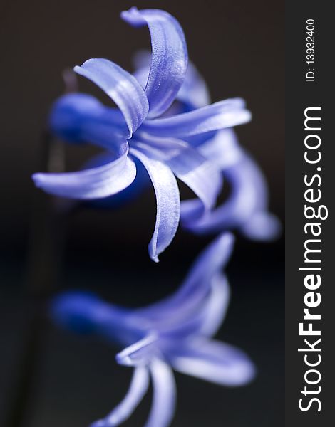 Bright blue hyacinth flower close up.