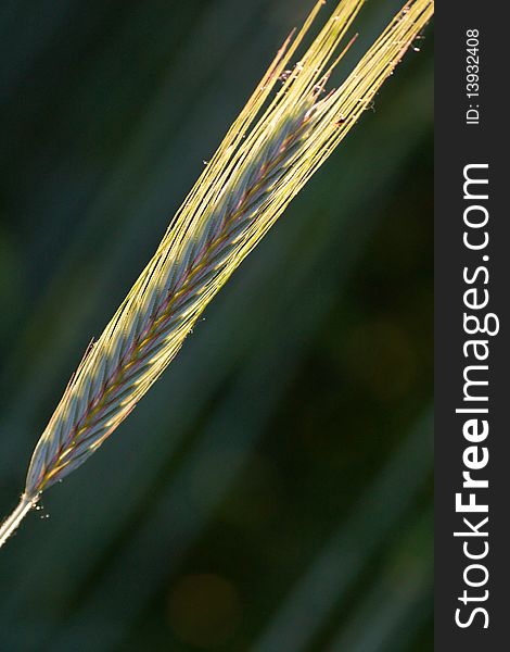 The rye ear in backlight