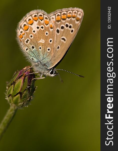 The butterfly on a plant. Macro