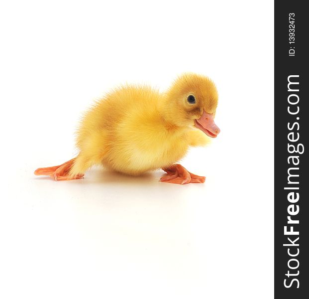 Duckling who are represented on a white background