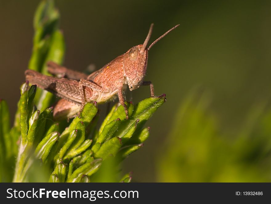 Macro shot of a dark brown grasshopper