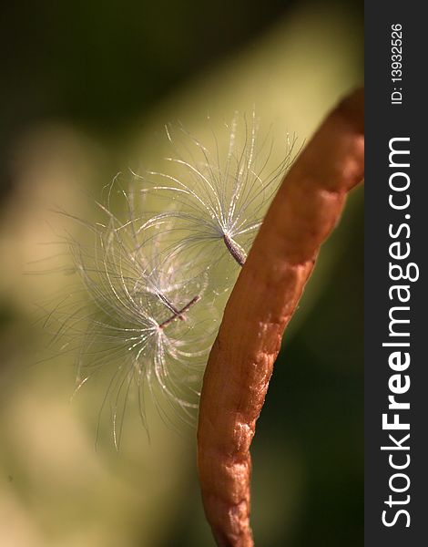 Closeup of dandelion seeds floating