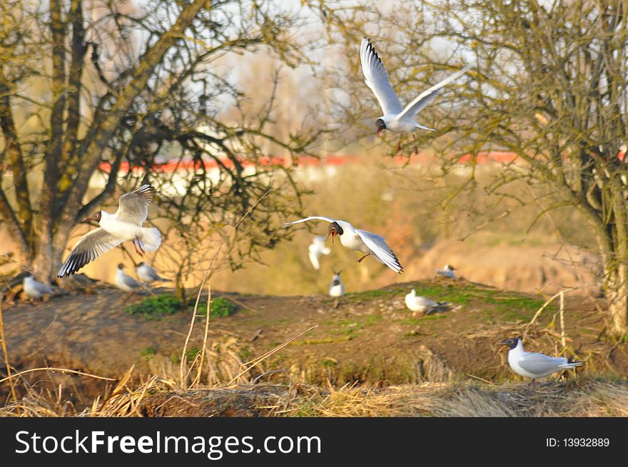 View of flight seagulls over pond