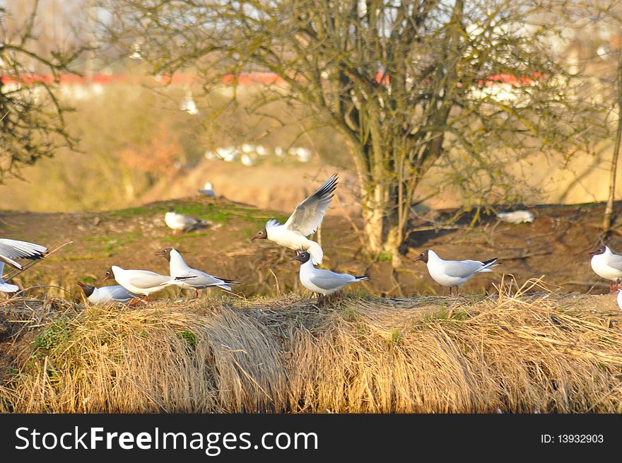 View of flight seagulls over pond