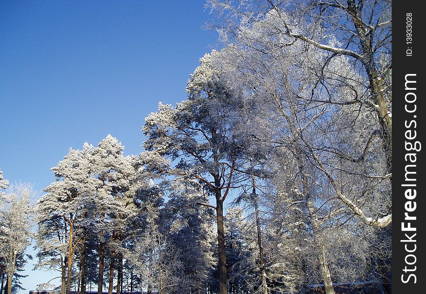 Winter in a pine forest in Estonia. Winter in a pine forest in Estonia