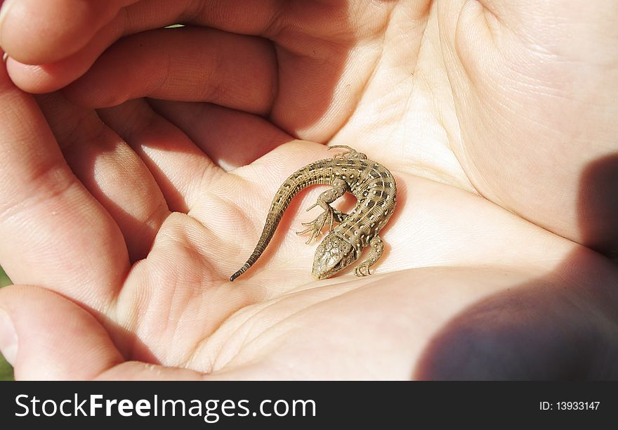 Small lizard holded in the hands