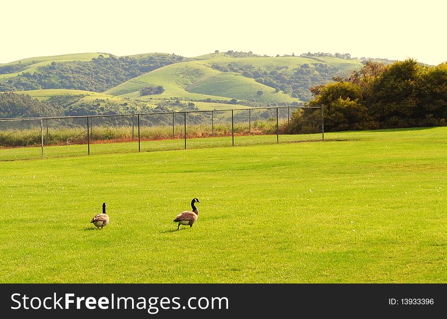Ducks In The Field