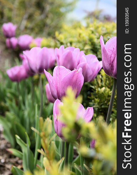 A row of purple tulips