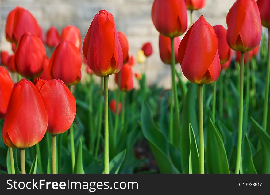A garden of red tulips in the morning sun