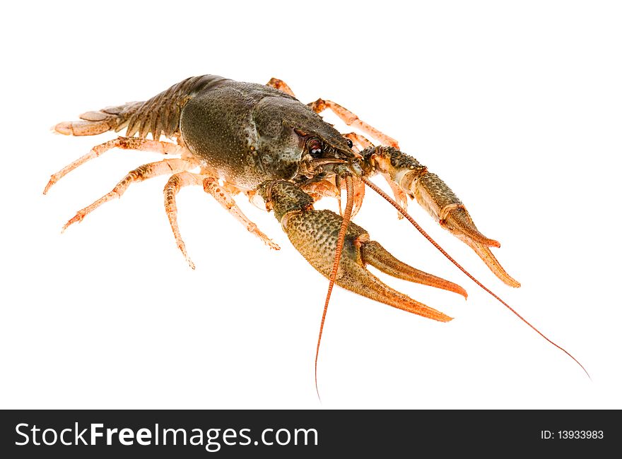 Big alive crayfish isolated on white background