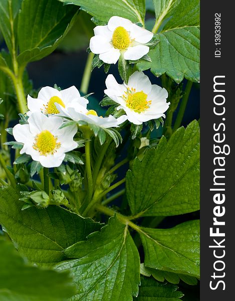 Closeup of a strawberry plant with several blossoms. Closeup of a strawberry plant with several blossoms