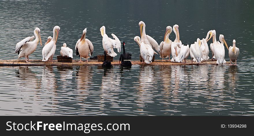 Pelicans stand on a bamboo raft