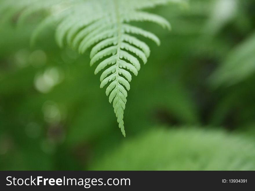 One fern plant on  green backround,close up. One fern plant on  green backround,close up