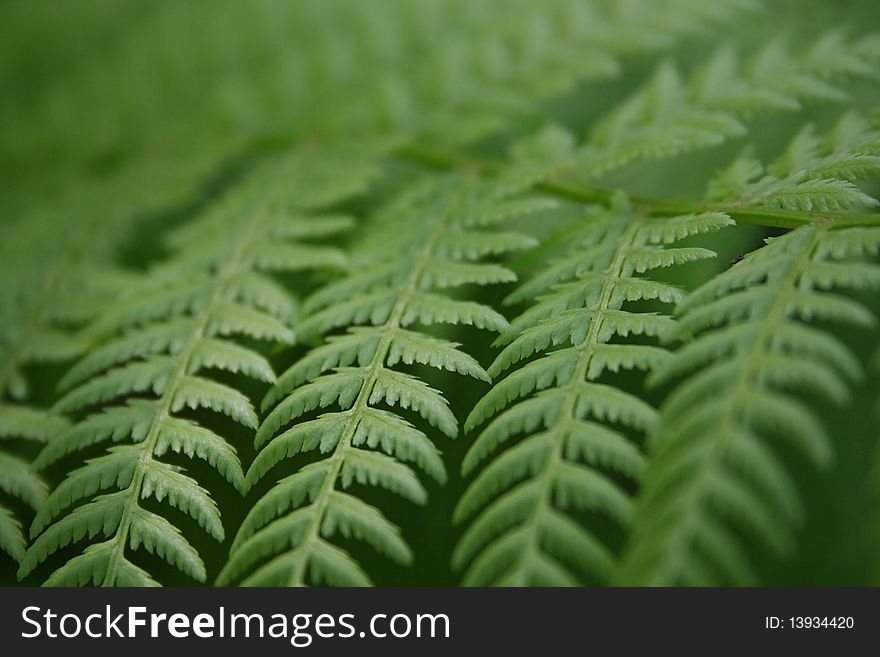 Details of fern leaves on green backround