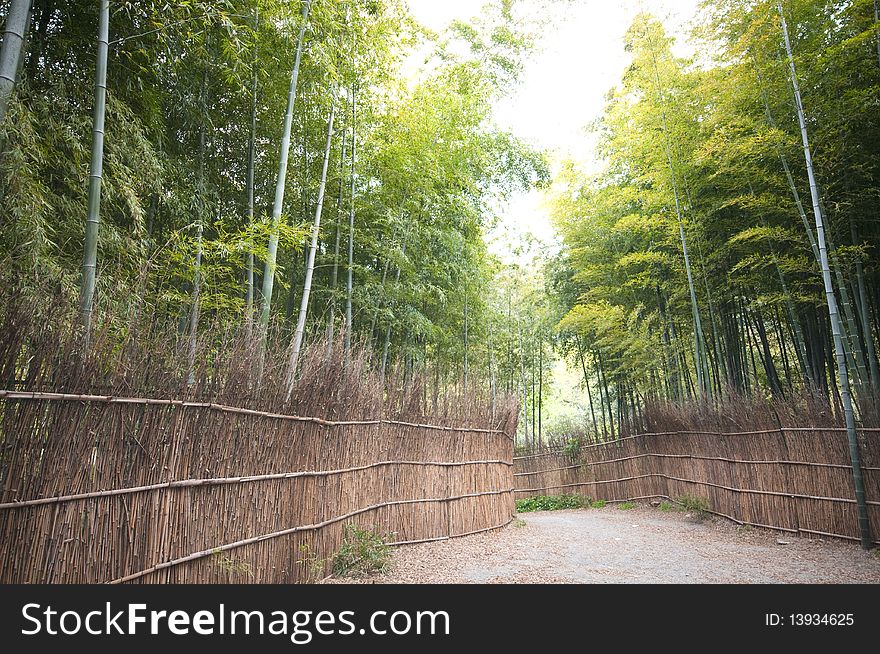 Bamboo forest in a park
