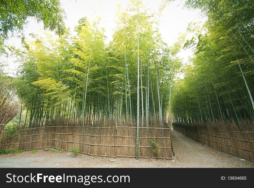 Bamboo forest in a park