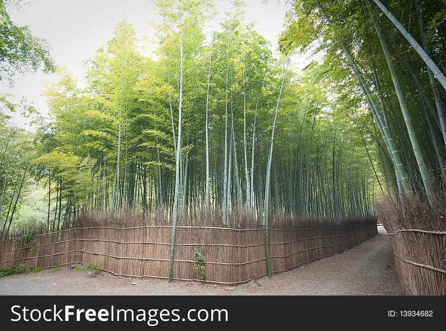 Bamboo forest in a park