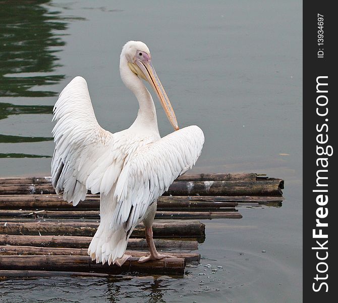 A pelican stand on a bamboo raft