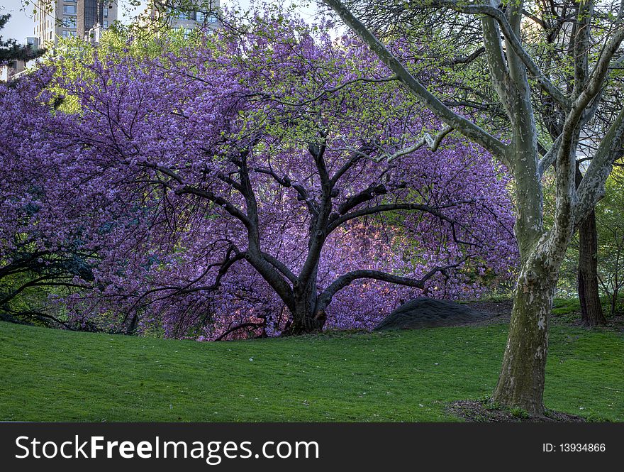 Japanese Cherry trees in spring in Central Park