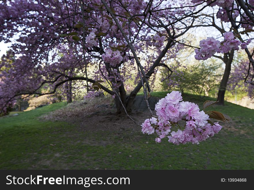 Spring in Central Park with Japanese Cherry trees