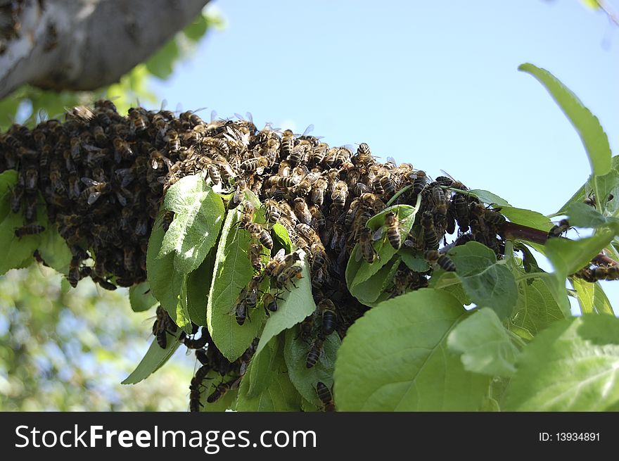 A swarm of bees on a branch of apple