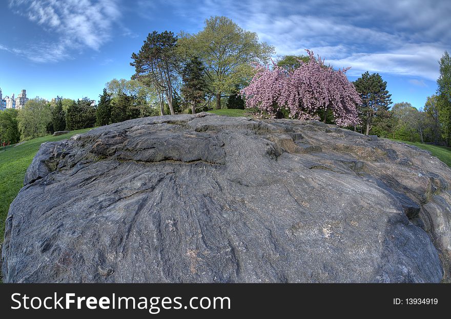 Large rock in shadows with blue sky and Japanese cherry tree in the background in Central Park in Early spring. Large rock in shadows with blue sky and Japanese cherry tree in the background in Central Park in Early spring