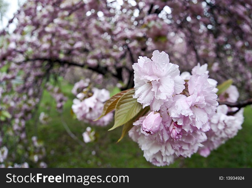 Japanese Cherry Tree