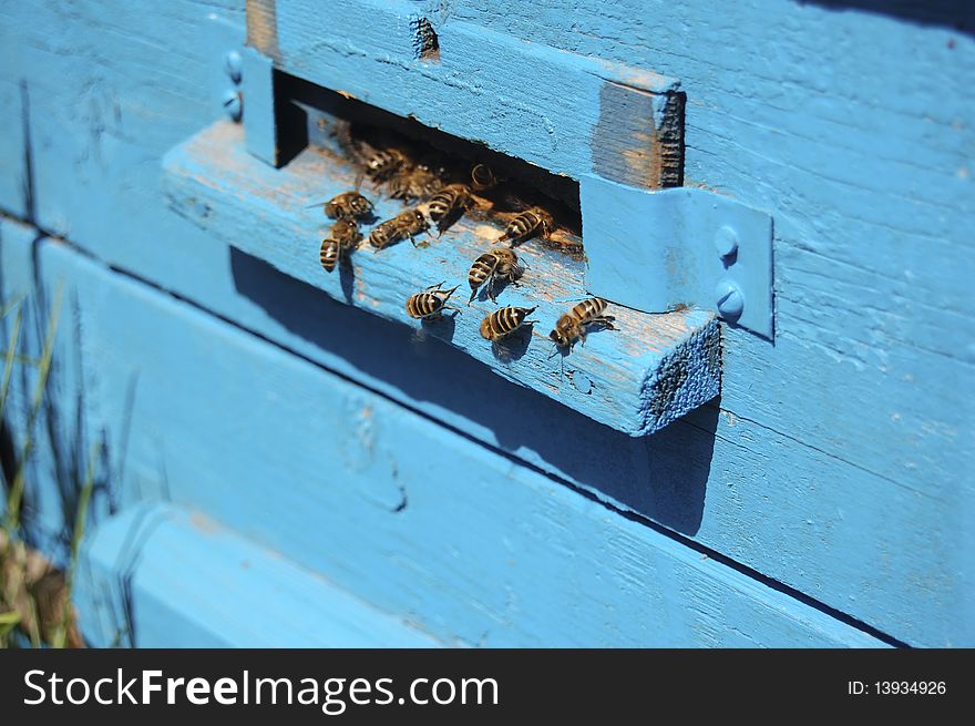 Worker bees deliver honey in beehive. Worker bees deliver honey in beehive