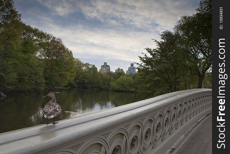 Female Mallard duck resting on the bow bridge in Central Park