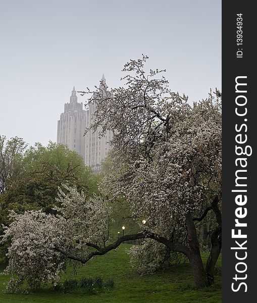 Early morning in a foggy day in Central Park. Early morning in a foggy day in Central Park