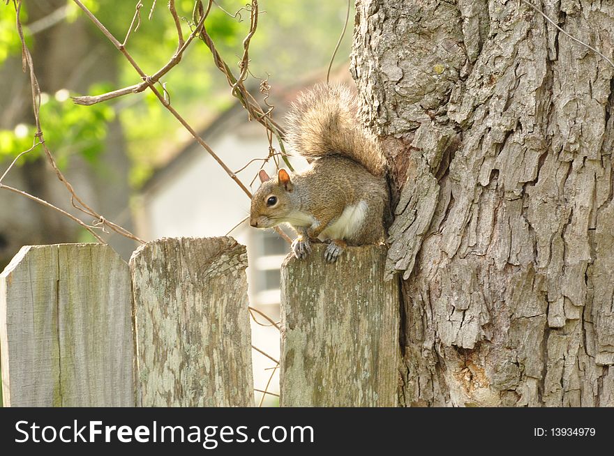 City Squirrel enjoying bird feed. City Squirrel enjoying bird feed