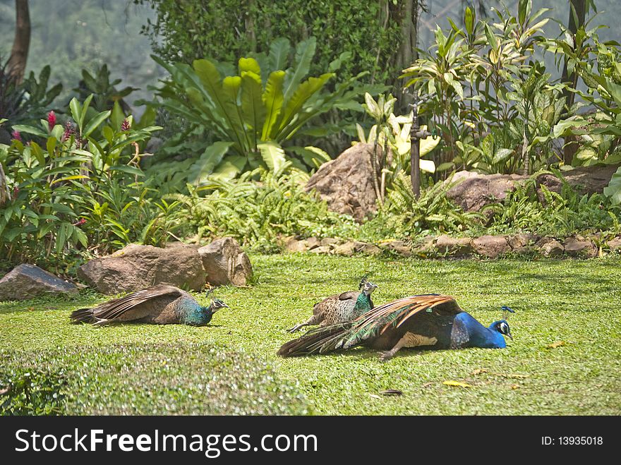 3 peacocks are sunbathe on lawn. 3 peacocks are sunbathe on lawn