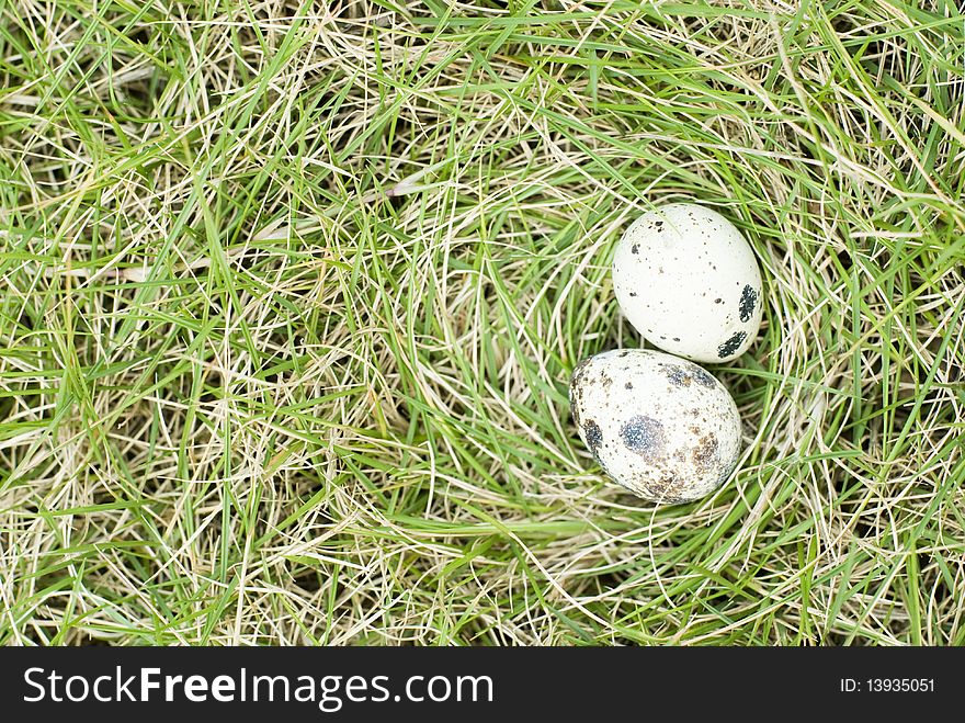 The egg of partridge on lawn