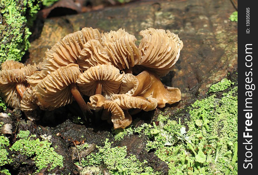 Wild mushroom on a tree