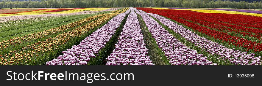 Colourful field filled with rows of tulips. Colourful field filled with rows of tulips.