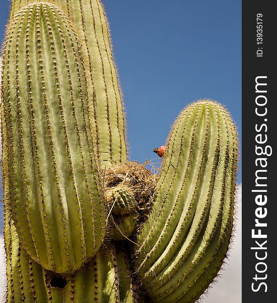 A large saguaro cactus in the Arizona desert appears to be cradling a bird's nest in it's arms. A large saguaro cactus in the Arizona desert appears to be cradling a bird's nest in it's arms.