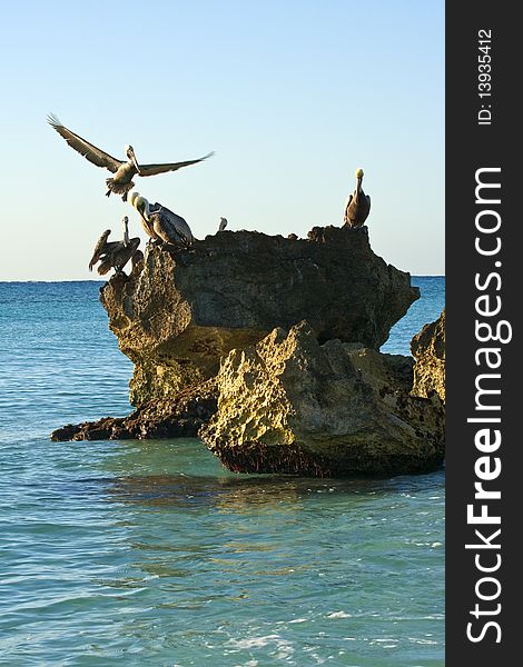 Caribbean sea. Pelicans sitting on a rock