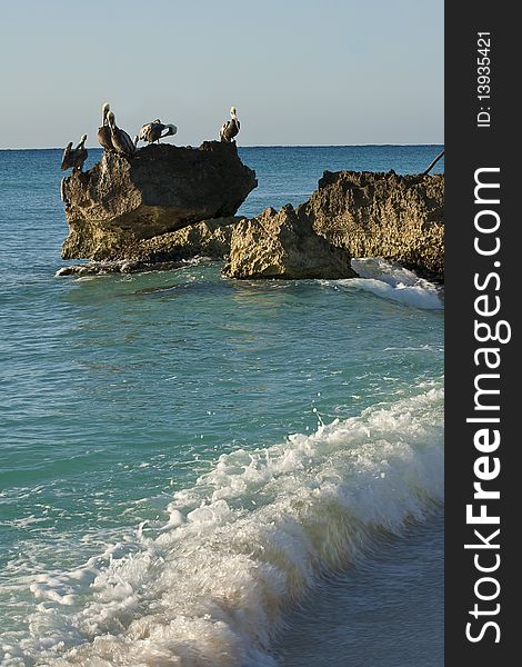 Caribbean sea. Pelicans sitting on a rock