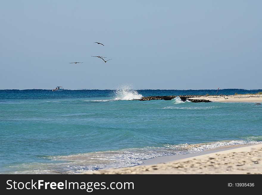 Pelicans are flying over  Caribbean sea