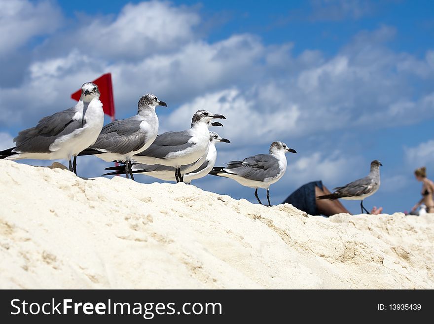 Caribbean sea. Seagulls sitting on a shore. Caribbean sea. Seagulls sitting on a shore