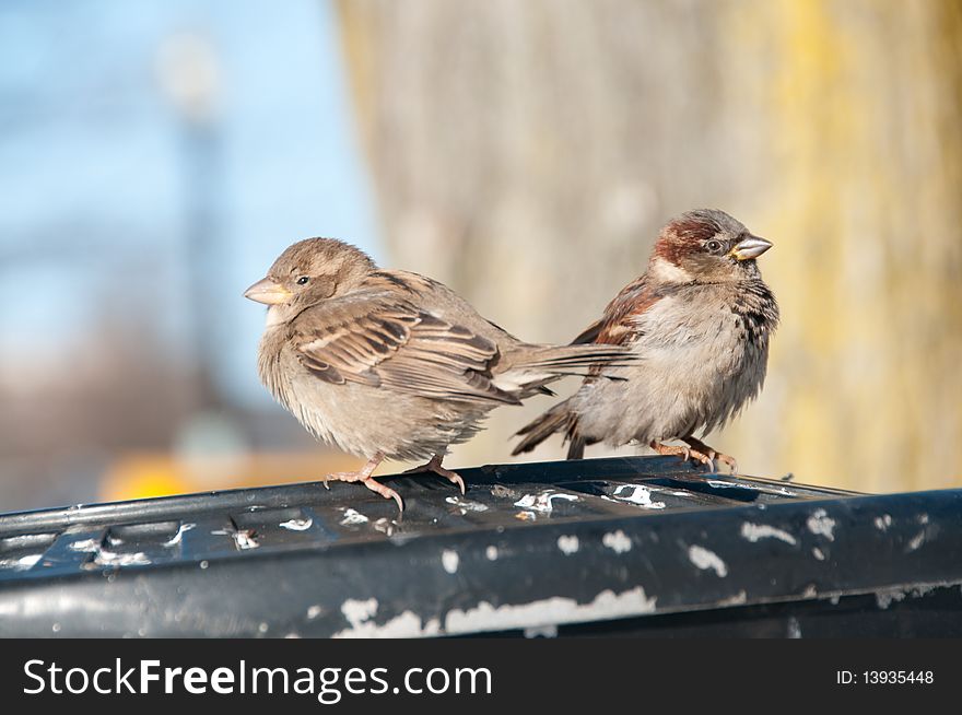 Sparrows on Trashcan in Washington DC