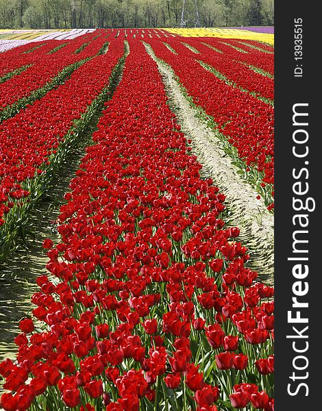 Rows Red Tulips