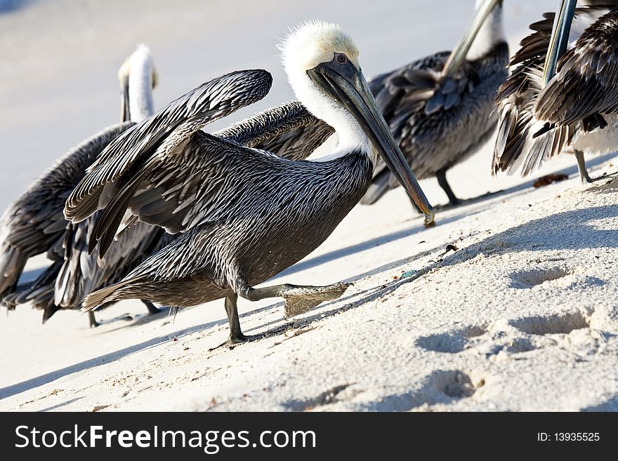 Pelicans Are Walking On A Shore