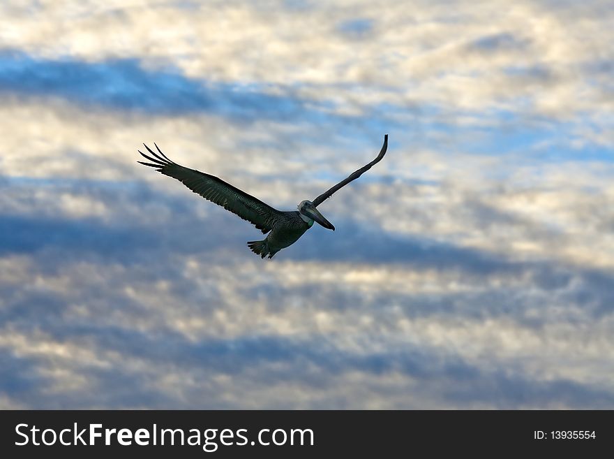 Pelican looking for its pray