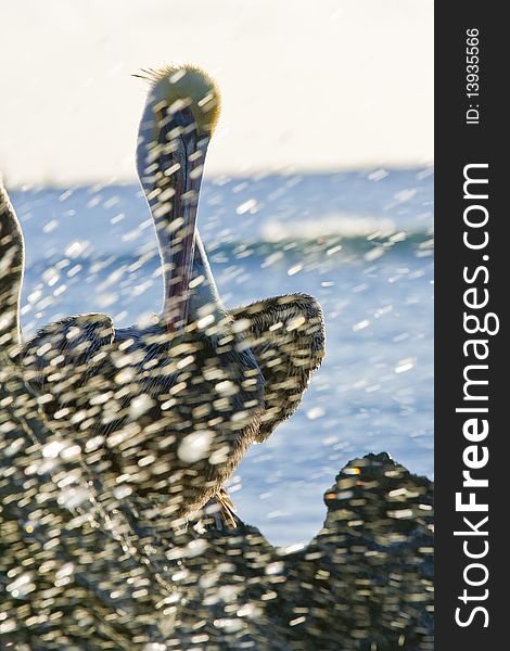 Pelicans sitting on a rock with sparks. Pelicans sitting on a rock with sparks