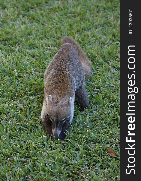 Cozumel raccoon seeking for food at park. Cozumel raccoon seeking for food at park