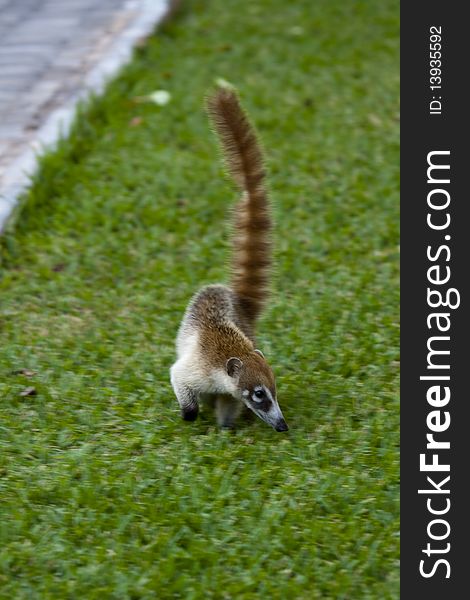 Cozumel raccoon seeking for food at park. Cozumel raccoon seeking for food at park