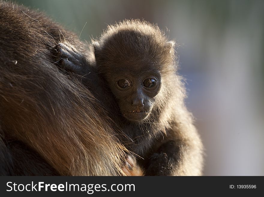 Baby monkey is sitting on mothers back. Baby monkey is sitting on mothers back