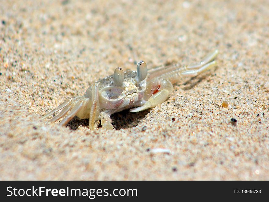 Crab in the sand on the beach by the ocean