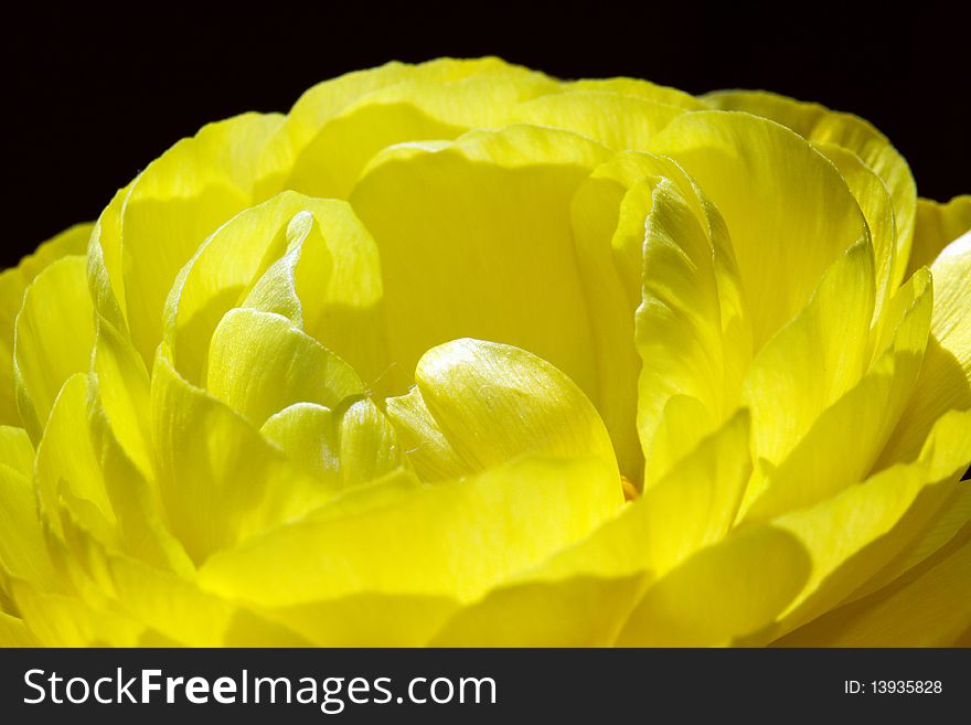 Macro of a yellow Ranunculus flower with a black background